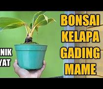 Cara Membuat Bonsai Kelapa Gading